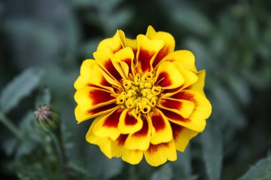 Aztek Merigold, Tagetes Erecta veya Calendula sarı ve kırmızı çiçekleri