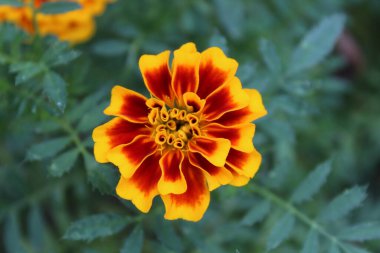 Aztek Merigold, Tagetes Erecta veya Calendula sarı ve kırmızı çiçekleri
