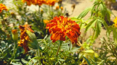 Aztek Merigold, Tagetes Erecta veya Calendula sarı ve kırmızı çiçekleri