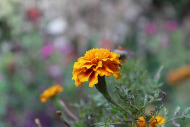 Aztek Merigold, Tagetes Erecta veya Calendula sarı ve kırmızı çiçekleri