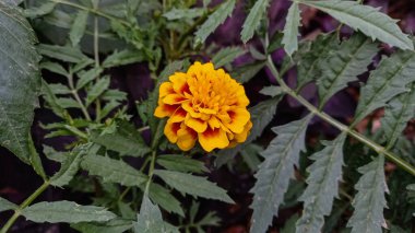 Aztek Merigold, Tagetes Erecta veya Calendula sarı ve kırmızı çiçekleri