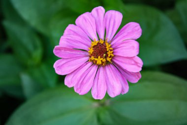 Canlı Zinnia Elegans Çiçekleri: Renkli Yaprakların Çarpıcı Yakın Çekimi, Bahçe ve Doğa Temaları İçin Mükemmel, Çiçek Sanat Projeleri İçin İdeal