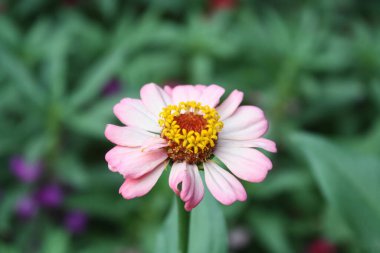 Canlı Zinnia Elegans Çiçekleri: Renkli Yaprakların Çarpıcı Yakın Çekimi, Bahçe ve Doğa Temaları İçin Mükemmel, Çiçek Sanat Projeleri İçin İdeal