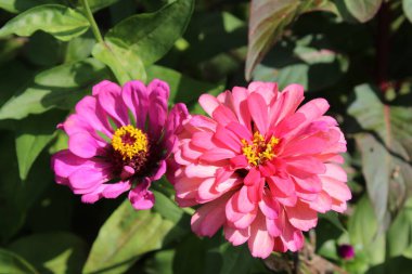 Canlı Zinnia Elegans Çiçekleri: Renkli Yaprakların Çarpıcı Yakın Çekimi, Bahçe ve Doğa Temaları İçin Mükemmel, Çiçek Sanat Projeleri İçin İdeal