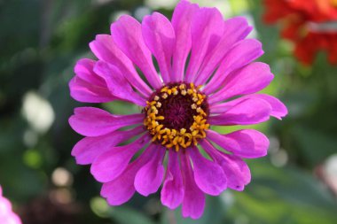 Canlı Zinnia Elegans Çiçekleri: Renkli Yaprakların Çarpıcı Yakın Çekimi, Bahçe ve Doğa Temaları İçin Mükemmel, Çiçek Sanat Projeleri İçin İdeal