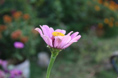 Canlı Zinnia Elegans Çiçekleri: Renkli Yaprakların Çarpıcı Yakın Çekimi, Bahçe ve Doğa Temaları İçin Mükemmel, Çiçek Sanat Projeleri İçin İdeal