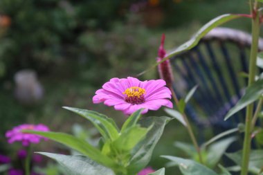 Canlı Zinnia Elegans Çiçekleri: Renkli Yaprakların Çarpıcı Yakın Çekimi, Bahçe ve Doğa Temaları İçin Mükemmel, Çiçek Sanat Projeleri İçin İdeal