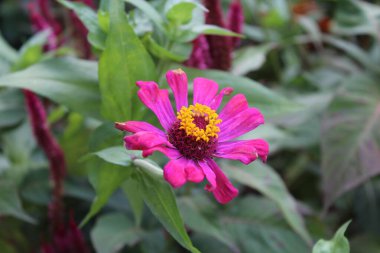 Canlı Zinnia Elegans Çiçekleri: Renkli Yaprakların Çarpıcı Yakın Çekimi, Bahçe ve Doğa Temaları İçin Mükemmel, Çiçek Sanat Projeleri İçin İdeal