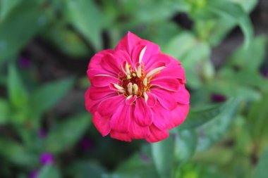 Canlı Zinnia Elegans Çiçekleri: Renkli Yaprakların Çarpıcı Yakın Çekimi, Bahçe ve Doğa Temaları İçin Mükemmel, Çiçek Sanat Projeleri İçin İdeal