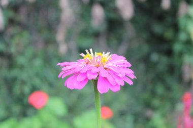 Canlı Zinnia Elegans Çiçekleri: Renkli Yaprakların Çarpıcı Yakın Çekimi, Bahçe ve Doğa Temaları İçin Mükemmel, Çiçek Sanat Projeleri İçin İdeal