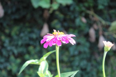 Canlı Zinnia Elegans Çiçekleri: Renkli Yaprakların Çarpıcı Yakın Çekimi, Bahçe ve Doğa Temaları İçin Mükemmel, Çiçek Sanat Projeleri İçin İdeal