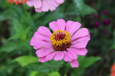 Canlı Zinnia Elegans Çiçekleri: Renkli Yaprakların Çarpıcı Yakın Çekimi, Bahçe ve Doğa Temaları İçin Mükemmel, Çiçek Sanat Projeleri İçin İdeal