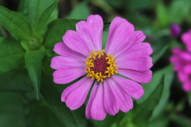 Canlı Zinnia Elegans Çiçekleri: Renkli Yaprakların Çarpıcı Yakın Çekimi, Bahçe ve Doğa Temaları İçin Mükemmel, Çiçek Sanat Projeleri İçin İdeal