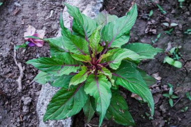 Amaranth, Celosia argentea veya ibikli horoz tarağı
