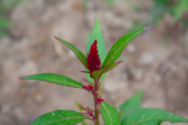 Amaranth, Celosia argentea veya ibikli horoz tarağı