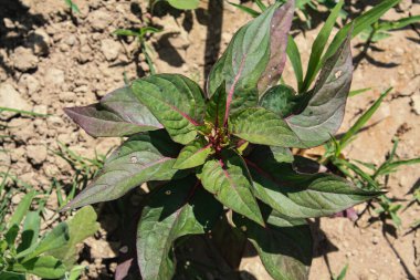 Amaranth, Celosia argentea veya ibikli horoz tarağı