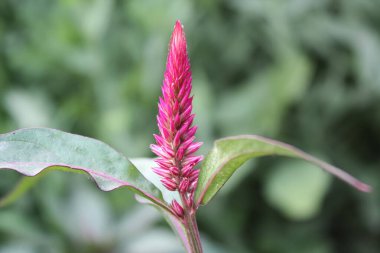 Amaranth, Celosia argentea veya ibikli horoz tarağı