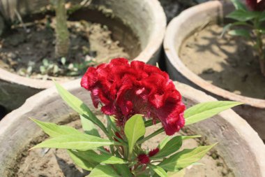 Amaranth, Celosia argentea veya ibikli horoz tarağı