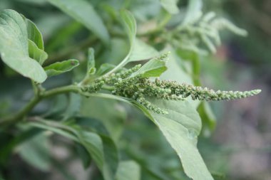 Amaranth, Celosia argentea veya ibikli horoz tarağı