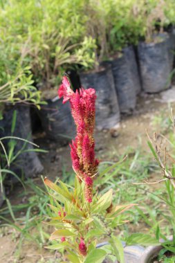 Amaranth, Celosia argentea veya ibikli horoz tarağı