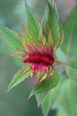 Amaranth, Celosia argentea veya ibikli horoz tarağı