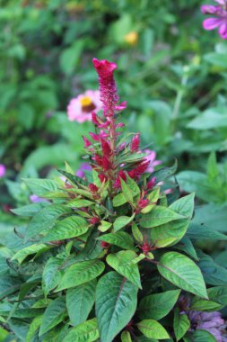 Amaranth, Celosia argentea veya ibikli horoz tarağı