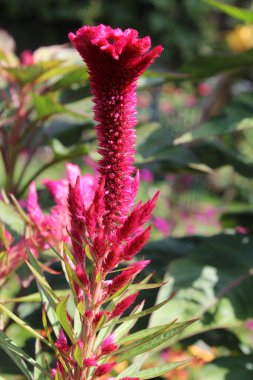 Amaranth, Celosia argentea veya ibikli horoz tarağı