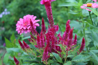 Amaranth, Celosia argentea veya ibikli horoz tarağı