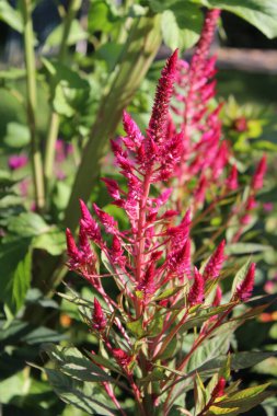 Amaranth, Celosia argentea veya ibikli horoz tarağı