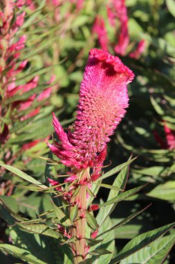 Amaranth, Celosia argentea veya ibikli horoz tarağı