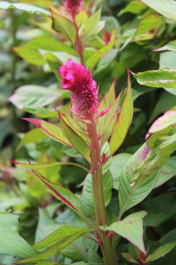 Amaranth, Celosia argentea veya ibikli horoz tarağı