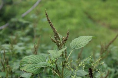 Amaranth, Celosia argentea veya ibikli horoz tarağı