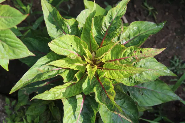 Amaranth, Celosia argentea veya ibikli horoz tarağı