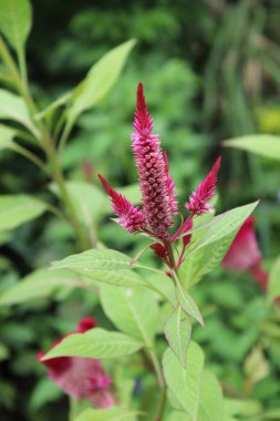 Amaranth, Celosia argentea veya ibikli horoz tarağı