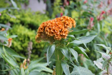 Amaranth, Celosia argentea veya ibikli horoz tarağı