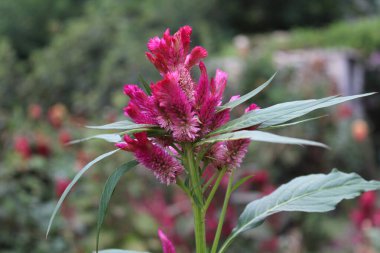 Amaranth, Celosia argentea veya ibikli horoz tarağı