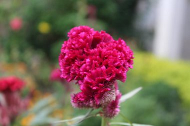 Amaranth, Celosia argentea veya ibikli horoz tarağı
