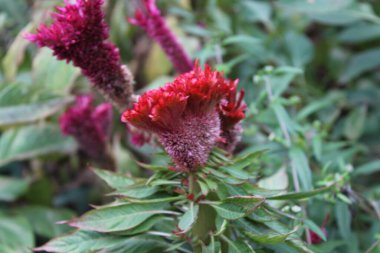 Amaranth, Celosia argentea veya ibikli horoz tarağı