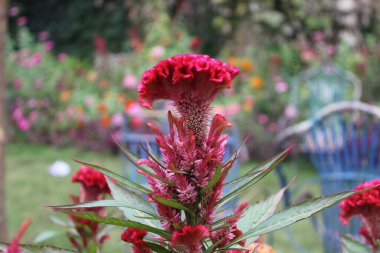 Amaranth, Celosia argentea veya ibikli horoz tarağı