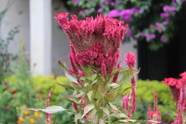 Amaranth, Celosia argentea veya ibikli horoz tarağı