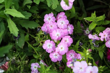 Drummond Phlox veya Dianthus çiçekleri