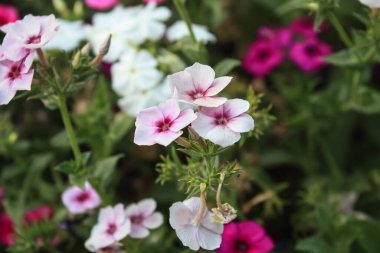 Drummond Phlox veya Dianthus çiçekleri