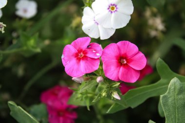 Drummond Phlox veya Dianthus çiçekleri