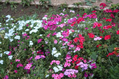 Drummond Phlox veya Dianthus çiçekleri