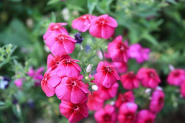 Drummond Phlox veya Dianthus çiçekleri