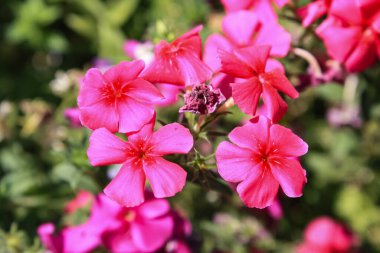 Drummond Phlox veya Dianthus çiçekleri