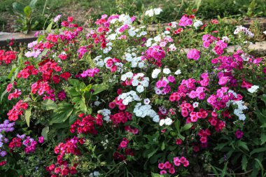 Drummond Phlox veya Dianthus çiçekleri