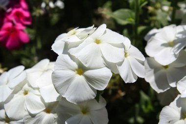 Drummond Phlox veya Dianthus çiçekleri