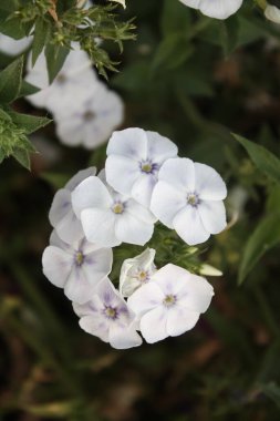 Drummond Phlox veya Dianthus çiçekleri