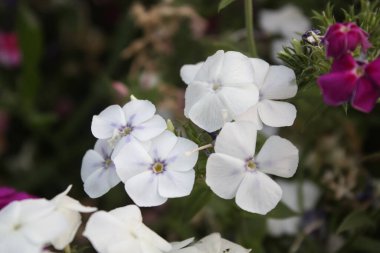 Drummond Phlox veya Dianthus çiçekleri